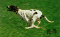 Pedigree CLASTIDIUM MILTON Pedigree CLASTIDIUM MILTON